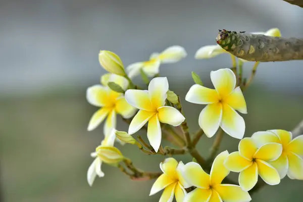 Kolorowe Kwiaty Grupa Flower Group Żółte Kwiaty Frangipani Plumeria — Zdjęcie stockowe