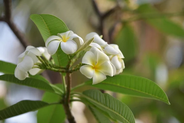 Branco Amarelo Plumeria Flores Coloridas — Fotografia de Stock