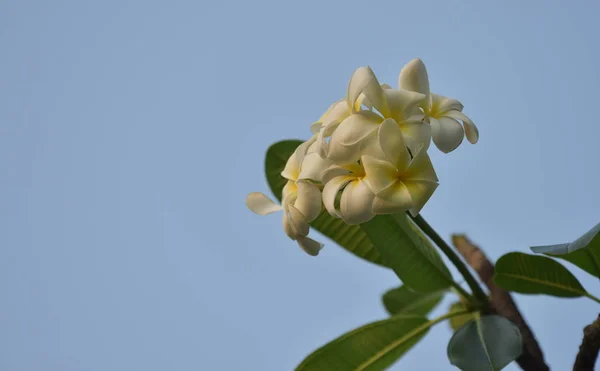 White Yellow Plumeria Colorful Flowers — Stock Photo, Image