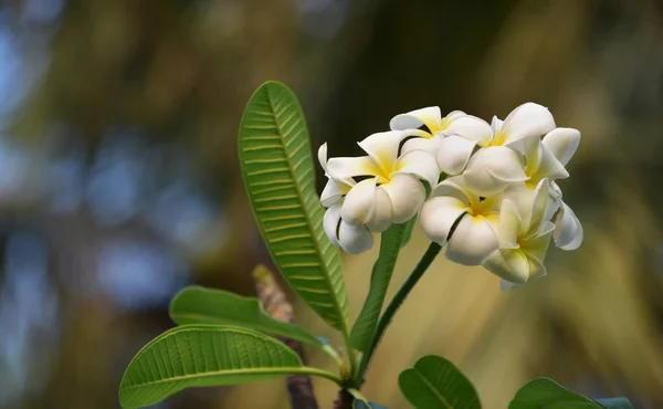 Plumeria Blanca Amarilla Flores Coloridas — Foto de Stock