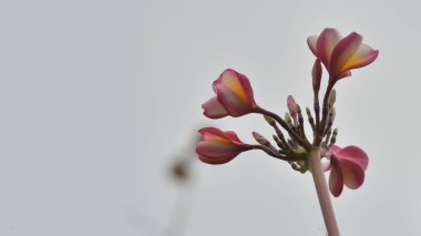 Renkli çiçek. Grup flower.group (Frangipani, Plumeria) sarı beyaz ve pembe çiçek pembe, beyaz ve sarı arka planda yaprakları ile frangipani çiçekler. Plumeria çiçek çiçeklenme .