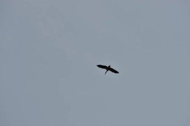 Gökyüzünde uçan kartal