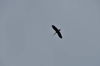 Gökyüzünde uçan kartal