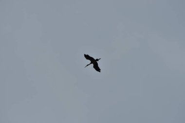 Gökyüzünde uçan kartal