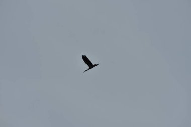 Gökyüzünde uçan kartal