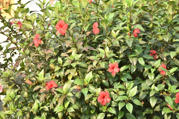 Värikkäitä Kukkia Nature Color Puutarhassa Talon Vieressä Kauniita Kukkia Puutarhassa — kuvapankkivalokuva