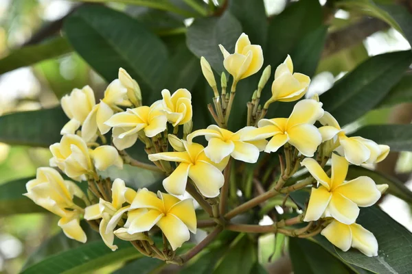 Flores Coloridas Flores Flor Plumeria Flor Amarelo Flower White Fundo — Fotografia de Stock