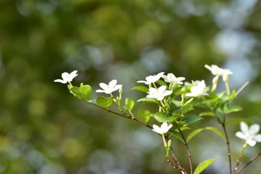 Renkli çiçekler doğada. Arka planda yaprakları ile beyaz küçük çiçekler.