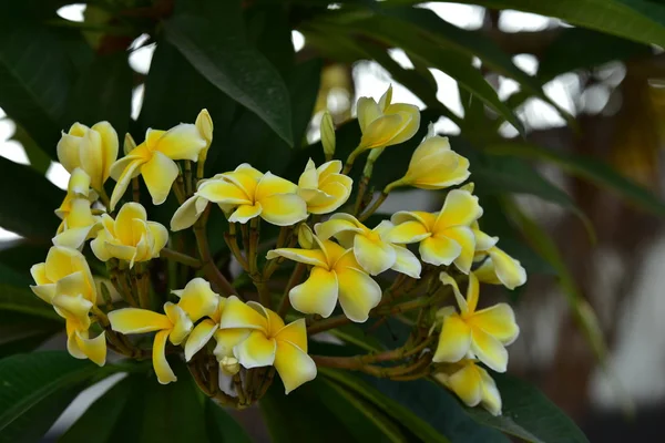 Kolorowe Kwiaty Kwiaty Kwiat Plumeria Flower White Żółty Kwiat Lub — Zdjęcie stockowe