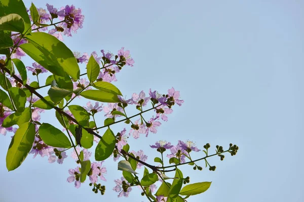 Belles Fleurs Dans Jardin Papillon Abeille Avec Belles Fleurs Clôture — Photo