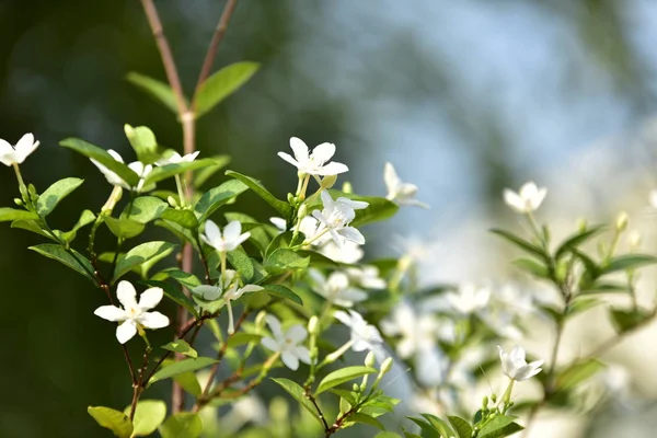 自然の中の色とりどりの花 バック グラウンドでの葉で白い小さな花 — ストック写真