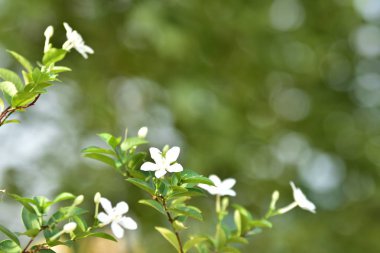 Renkli çiçekler doğada. Arka planda yaprakları ile beyaz küçük çiçekler.