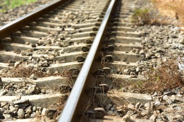 Renkli çiçekler doğada. Arka planda yaprakları ile beyaz küçük çiçekler.