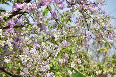Çiçek çiçek açan ıslah sezon bir yeşil yeşillik arka plana sahiptir..
