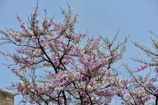 Les Fleurs Fleurissent Dans Saison Reproduction Fond Feuillage Vert — Photo