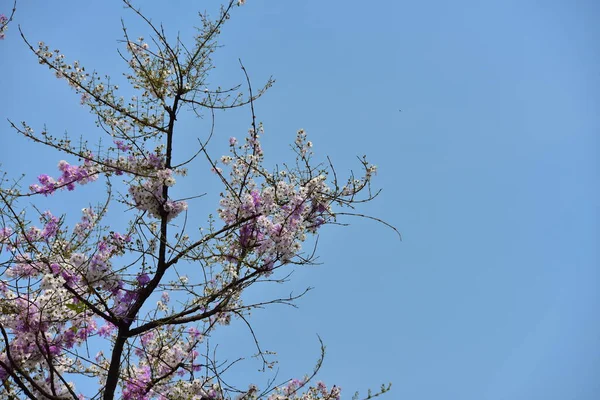 Les Fleurs Fleurissent Dans Saison Reproduction Fond Feuillage Vert — Photo