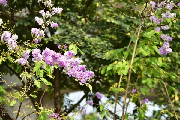 Bloemen Zijn Bloei Het Fokken Seizoen Heeft Een Groene Gebladerte — Stockfoto