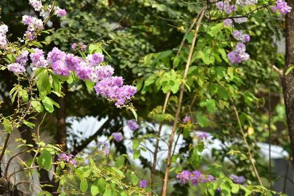 Kleurrijke Bloemen Natuur Roze Witte Gele Frangipani Bloemen Met Blaadjes — Stockfoto