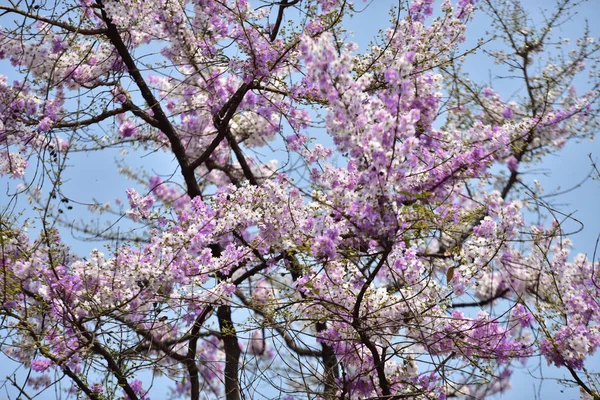 大自然中五颜六色的花朵 粉红色的白色和黄色的弗兰基帕尼花 背景有叶子 梅花盛开 天空明亮 — 图库照片