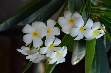 Çiçek çiçek açan bir yeşil yeşillik background.white ve sarı Plumeria sezon ıslah vardır. Renkli çiçekler.