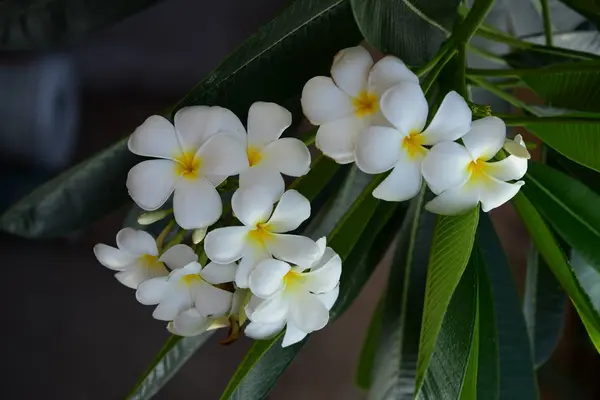 Les Fleurs Fleurissent Dans Saison Reproduction Fond Feuillage Vert Plumeria — Photo