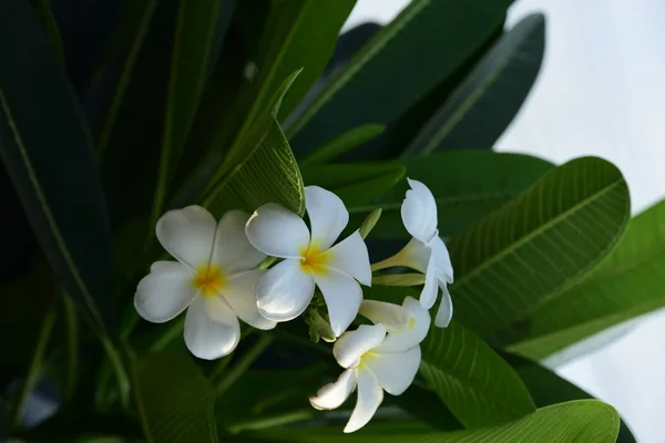 Çiçek Çiçek Açan Bir Yeşil Yeşillik Background White Sarı Plumeria — Stok fotoğraf