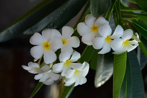 Les Fleurs Fleurissent Dans Saison Reproduction Fond Feuillage Vert Plumeria — Photo