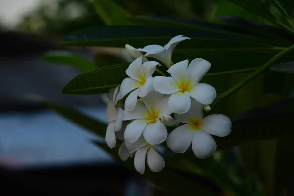 Blommorna Blommar Avel Säsong Har Gröna Blad Background White Och — Stockfoto