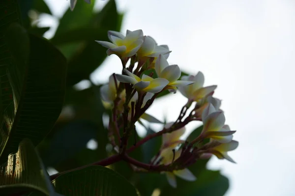 Plumeria Virág Kertben Virágzó Fehér Sárga Frangipáni Virágok Levelek Háttérben — Stock Fotó
