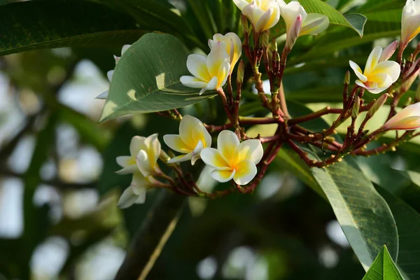 Plumeria Biały Żółty Kolorowe Kwiaty — Zdjęcie stockowe