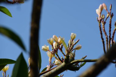 Plumeria çiçek bahçede çiçek açmış. Beyaz ve sarı frangipani çiçek yaprakları arka plan ile. Yağmur ve yağmurlu bir gün su damlaları güzel çiçekler.
