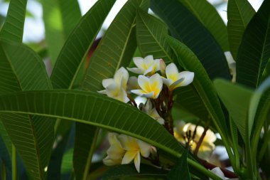 Çiçek açan çiçekler ve bahar (yaz).buket çiçek arka plan. Rengarenk çiçekler. Çiçek grubu.