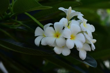 Plumeria çiçek bahçede çiçek açmış. Beyaz ve sarı frangipani çiçek yaprakları arka plan ile. Yağmur ve yağmurlu bir gün su damlaları güzel çiçekler.