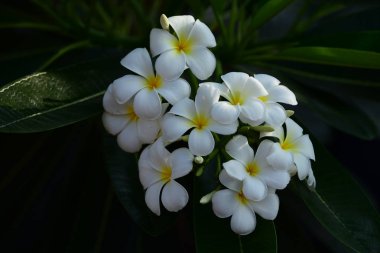 Gökyüzü ve bulutlar bir arka plan görüntüsü olarak güzel.