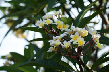 Çiçek açan çiçekler ve bahar (yaz).buket çiçek arka plan. Rengarenk çiçekler. Çiçek grubu.