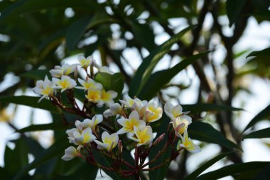 Gökyüzü ve bulutlar bir arka plan görüntüsü olarak güzel.