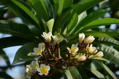Gökyüzü ve bulutlar bir arka plan görüntüsü olarak güzel.