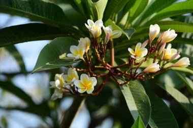 Çiçek açan çiçekler ve bahar (yaz).buket çiçek arka plan. Rengarenk çiçekler. Çiçek grubu.