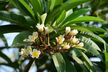 Çiçek açan çiçekler ve bahar (yaz).buket çiçek arka plan. Rengarenk çiçekler. Çiçek grubu.