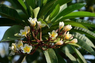 Çiçek açan çiçekler ve bahar (yaz).buket çiçek arka plan. Rengarenk çiçekler. Çiçek grubu.