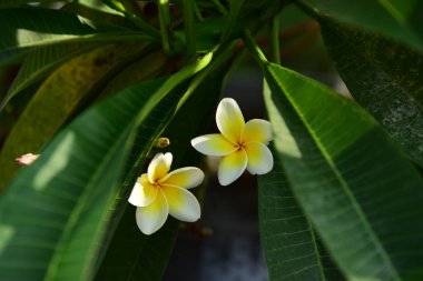 Çiçek açan çiçekler ve bahar (yaz).buket çiçek arka plan. Rengarenk çiçekler. Çiçek grubu.