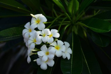 Çiçek çiçek açan bir yeşil yeşillik background.white ve sarı Plumeria sezon ıslah vardır. Renkli çiçekler.