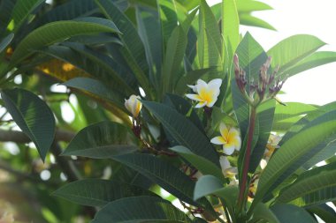 Çiçek çiçek açan bir yeşil yeşillik background.white ve sarı Plumeria sezon ıslah vardır. Renkli çiçekler.