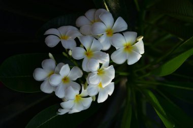 Çiçek çiçek açan bir yeşil yeşillik background.white ve sarı Plumeria sezon ıslah vardır. Renkli çiçekler.