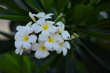Çiçek çiçek açan bir yeşil yeşillik background.white ve sarı Plumeria sezon ıslah vardır. Renkli çiçekler.
