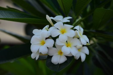 Renkli çiçek. Grup flower.group (Frangipani, Plumeria) sarı beyaz ve pembe çiçek pembe, beyaz ve sarı arka planda yaprakları ile frangipani çiçekler. Plumeria çiçek çiçeklenme .