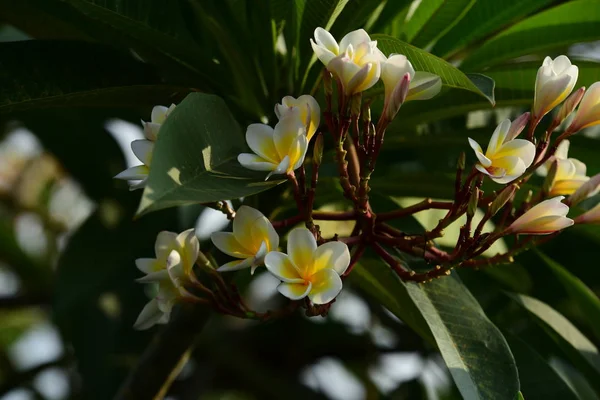 Plumeria Kvetení Zahradě Bílé Žluté Keře Květy Listy Pozadí Krásné — Stock fotografie