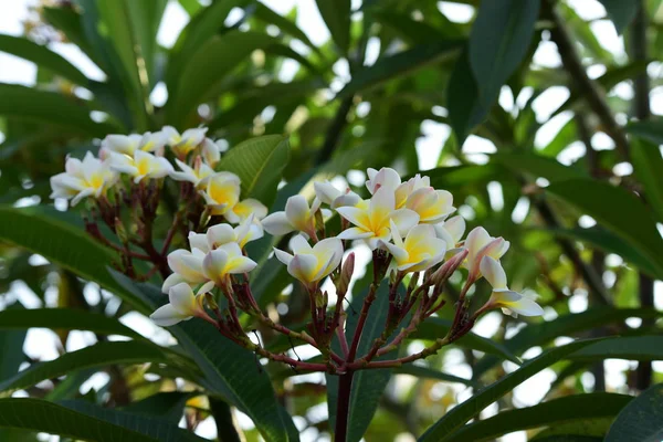 Flores Estão Florescendo Época Reprodução Tem Fundo Folhagem Verde Branco — Fotografia de Stock