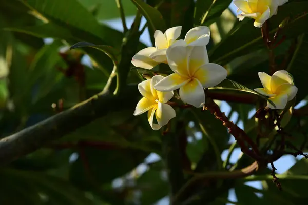 Floarea Plumeria Înflorește Grădină Flori Frangipani Albe Galbene Frunze Fundal — Fotografie, imagine de stoc