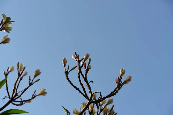 美丽的花园花朵 五颜六色的花朵带有抽象的光和散景的背景 春季正规花园 美丽的五颜六色的花朵花园 — 图库照片